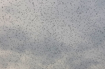 Fossacesia-Abruzzo - Migration of starlings (Sturnus vulgaris). In autumn starlings migrate to warmer areas, which is why we often see them in Italy with the arrival of colder temperatures