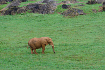 elephant on green lawn, animals in natural environment