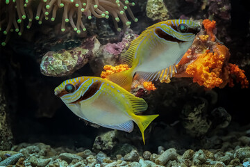 Beautiful Indonesia marine fish on the coral reefs