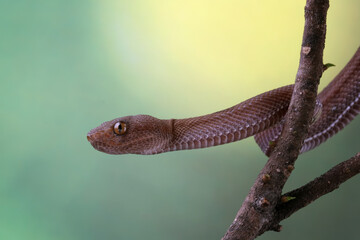 Baby viper snake on tree, trimeresurus purpureomaculatus