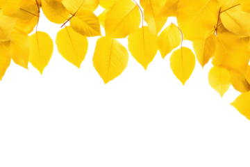 PNG Yellow leaf backgrounds yellow plant.