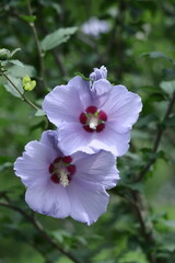 夏の茶室を彩る