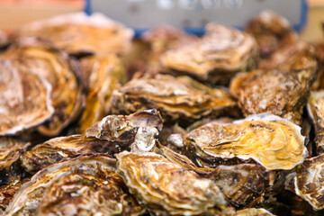Harvesting Pacific oysters at a bustling coastal market during the early morning hours, celebrating nature's ocean bounty