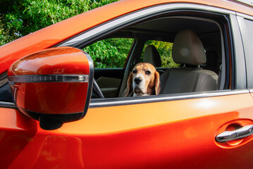 cute beagle dog driving a car