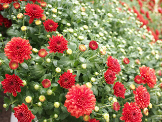 This image features a vibrant display of red chrysanthemums. The flowers are in various stages of bloom, with some fully open and others still in bud. 