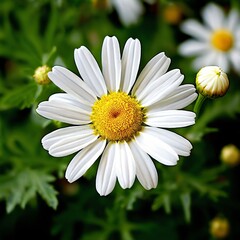 Fototapeta premium chamomile flower