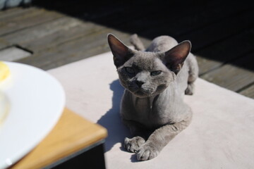 gray Devon rex cat
