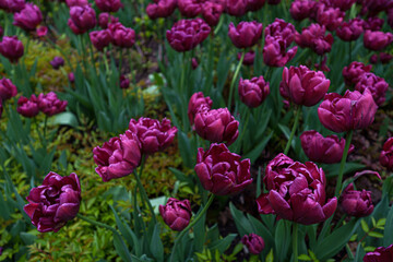 Fototapeta premium Closeup of purple beautiful tulips in a park