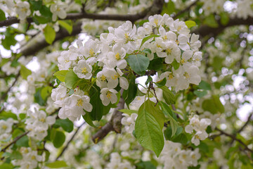 Closeup of a blooming apple orchard