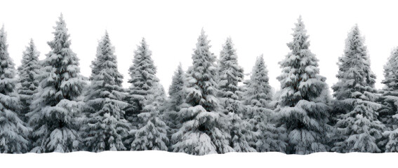 Fototapeta premium Snowy pine trees nature backgrounds landscape.