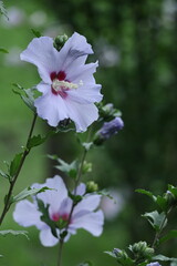 夏の茶室を彩る