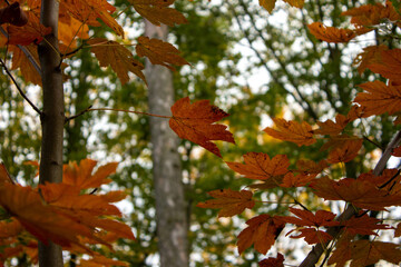 Autumn leaves 1
