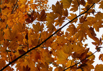 Autumn leaves in the forest