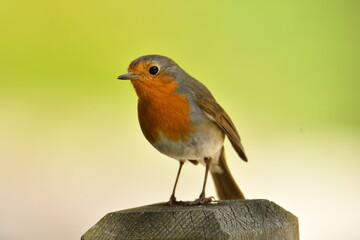 Petirrojo (Erithacus rubecula) posado en un poste de madera.