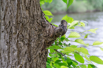 Obraz premium Tree trunk with fancy knot. Branch and bark pattern against the background of river and deciduous forest. Twigs with green fresh foliage in spring. Nature and landscapes.