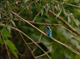Zimorodek, polski szmaragd nad rzeką. © MarcinRoj.Fotografia
