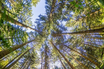 Vertical image of treetops in a dense green forest against the sky