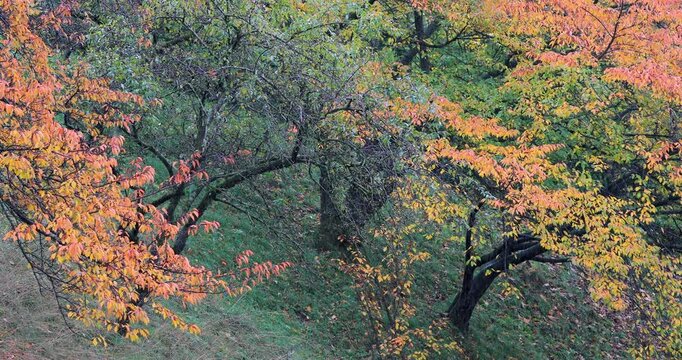 Switzerland, the capital, Burne, hills, rainy days, trees, hillsides,