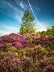 Tree in pink heather blooms