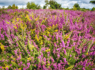 Pink heather