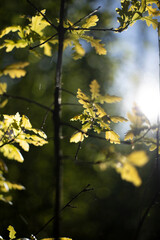 Oak leaves in the sunlight. Detail of a tree. Oak tree in the forest.