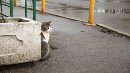 Cat on the street. The pet is sitting on the asphalt. White wool.