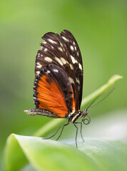 The image shows a butterfly perched delicately on a green leaf. Its wings display colorful and detailed patterns, contrasting with the blurred background of natural tones.
