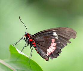 The image shows a butterfly perched delicately on a green leaf. Its wings display colorful and detailed patterns, contrasting with the blurred background of natural tones.