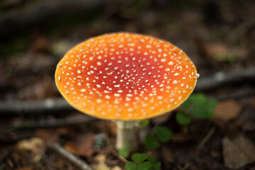 Red fly agaric in the forest. Magical mushroom. Red cap mushroom.