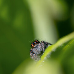 
Close-up of a jumping spider with large, dark eyes and a hairy body, partially hidden behind a green leaf. The blurred green background contrasts with the spider's sharp, detailed appearance.