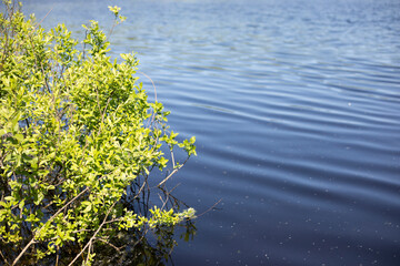 A lake in the forest. A swamp from the ice age. A pond in summer.