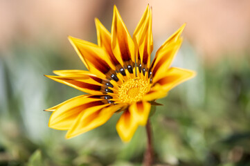yellow flower on a green background