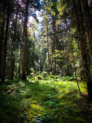 Verwunschener Wald