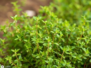 Obraz premium Close-up of Fresh Thyme Sprigs with Delicate Leaves and Woody Stems