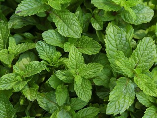 Close-up of Freshly Picked Vibrant Green Mint Leaves with Serrated Edges and Lush Foliage