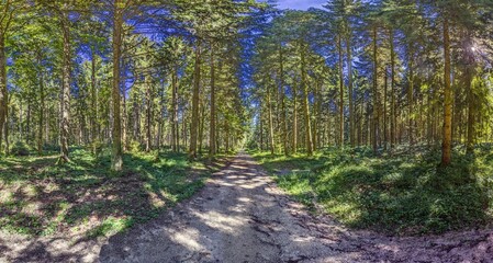 Panoramic picture along a forest path through a dense green forest