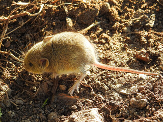 Algerian Mouse (Mus spretus)