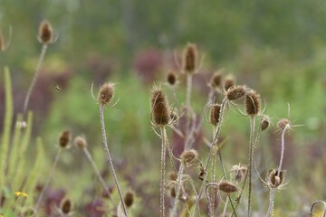 common teasel flora plants in summer field background