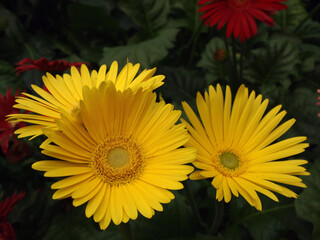 Obraz premium This image features a cluster of vibrant yellow gerbera daisies. The flowers have a classic daisy shape with a dark center surrounded by a ring of delicate, yellow petals.