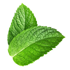 Fresh raw mint leaf isolated on white background. Mint leaf clipping path