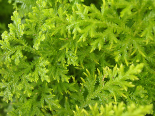 This image features a close-up of a dense carpet of delicate, green foliage. The leaves are small and feathery, with a textured appearance.