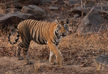 A tiger on walk stares at camera at Panna Tiger Reserve, Madhya pradesh, India