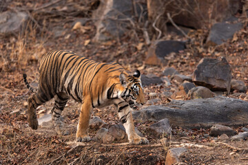 A tiger cub walking on the rocks at Panna Tiger Reserve, Madhya pradesh, India