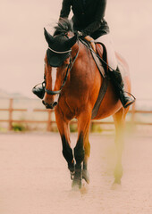 A beautiful bay horse, with its rider in the saddle, gallops around the arena during equestrian...