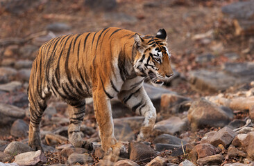 A famous tigress of Panna walking with collar at Panna Tiger Reserve, Madhya pradesh, India