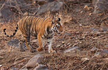 Closeup of a tigress walking in rocky terrain at Panna Tiger Reserve, Madhya pradesh, India