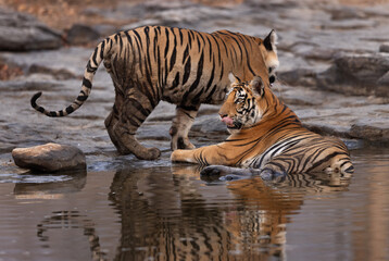 Closeup of  Tiger cubs cooling in water with dramatic reflection on water at Panna Tiger Reserve, Madhya pradesh, India