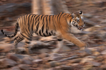 A motion blur image of a tiger at Panna Tiger Reserve, Madhya pradesh, India