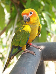  The parrot has a predominantly green body with yellow wings and a bright orange head. Its beak is dark grey, and its eyes are black. The parrot is looking to the side with a curious expression.