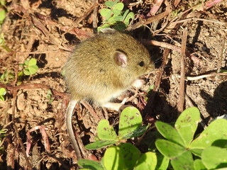Algerian Mouse (Mus spretus)